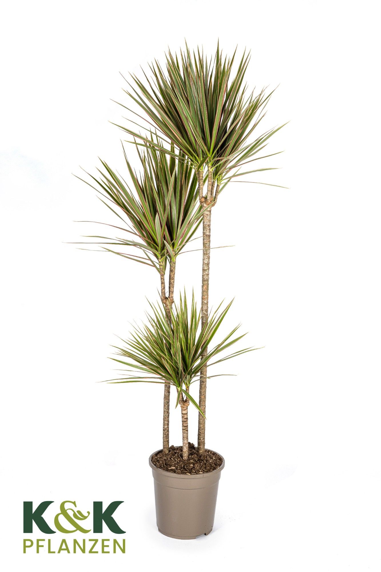 Dracaena Marginata Bicolor T24, D 24