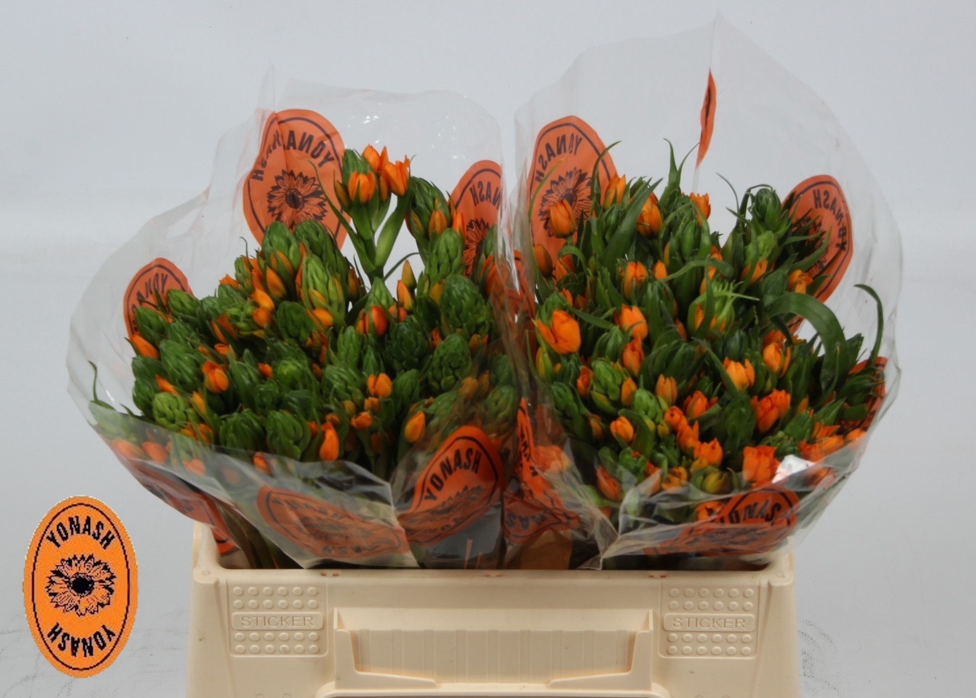 Орнитогалум Саншайн 35 (оранж.), шт.