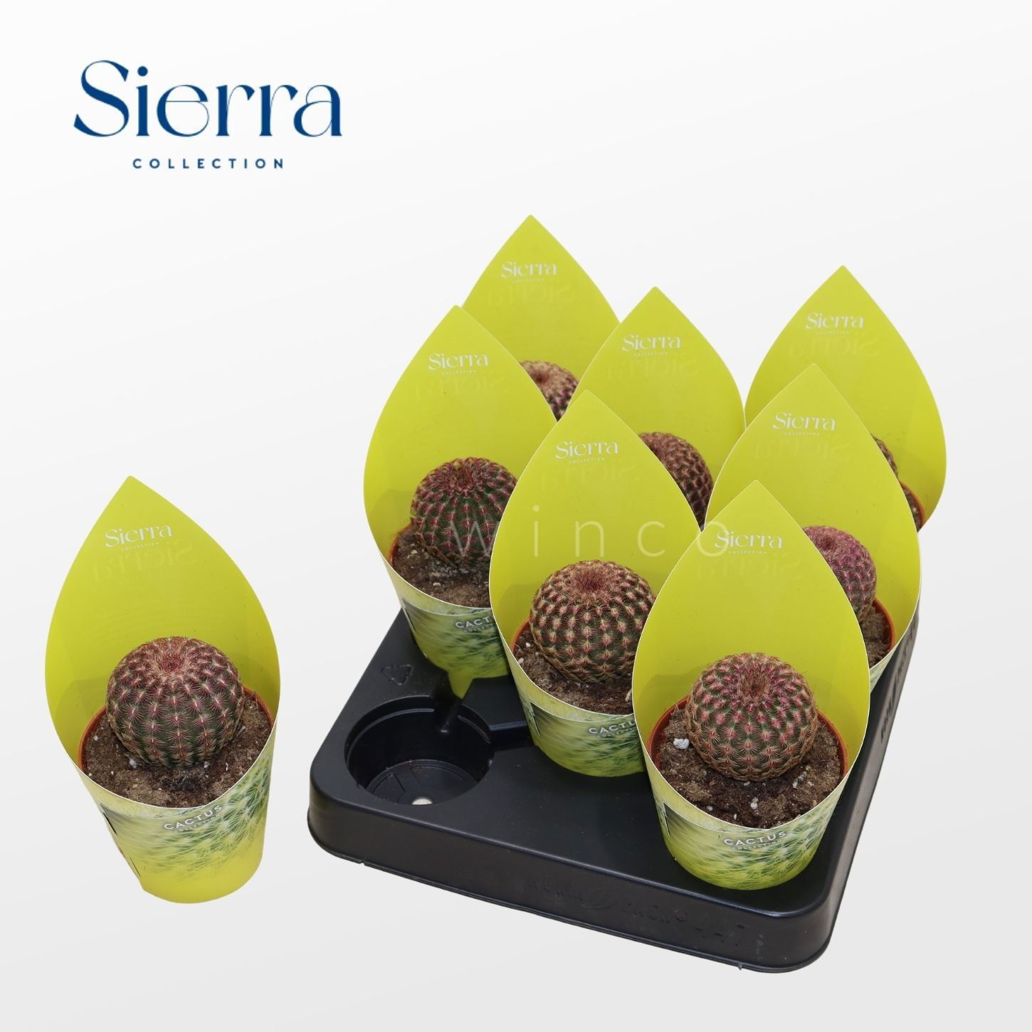 Echinocereus Rubrispinus (Sierra), D 8,5