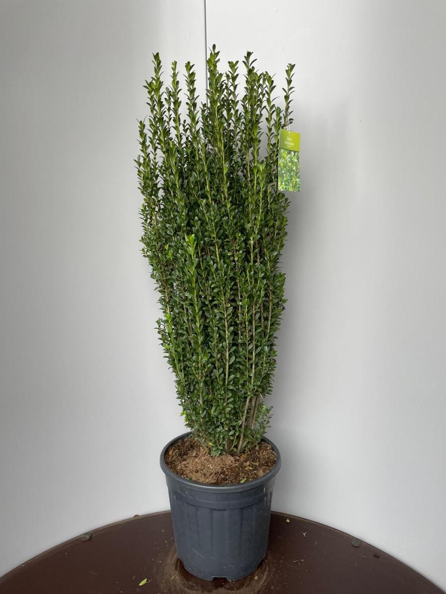 Ilex crenata 'Fastigiata', D 38