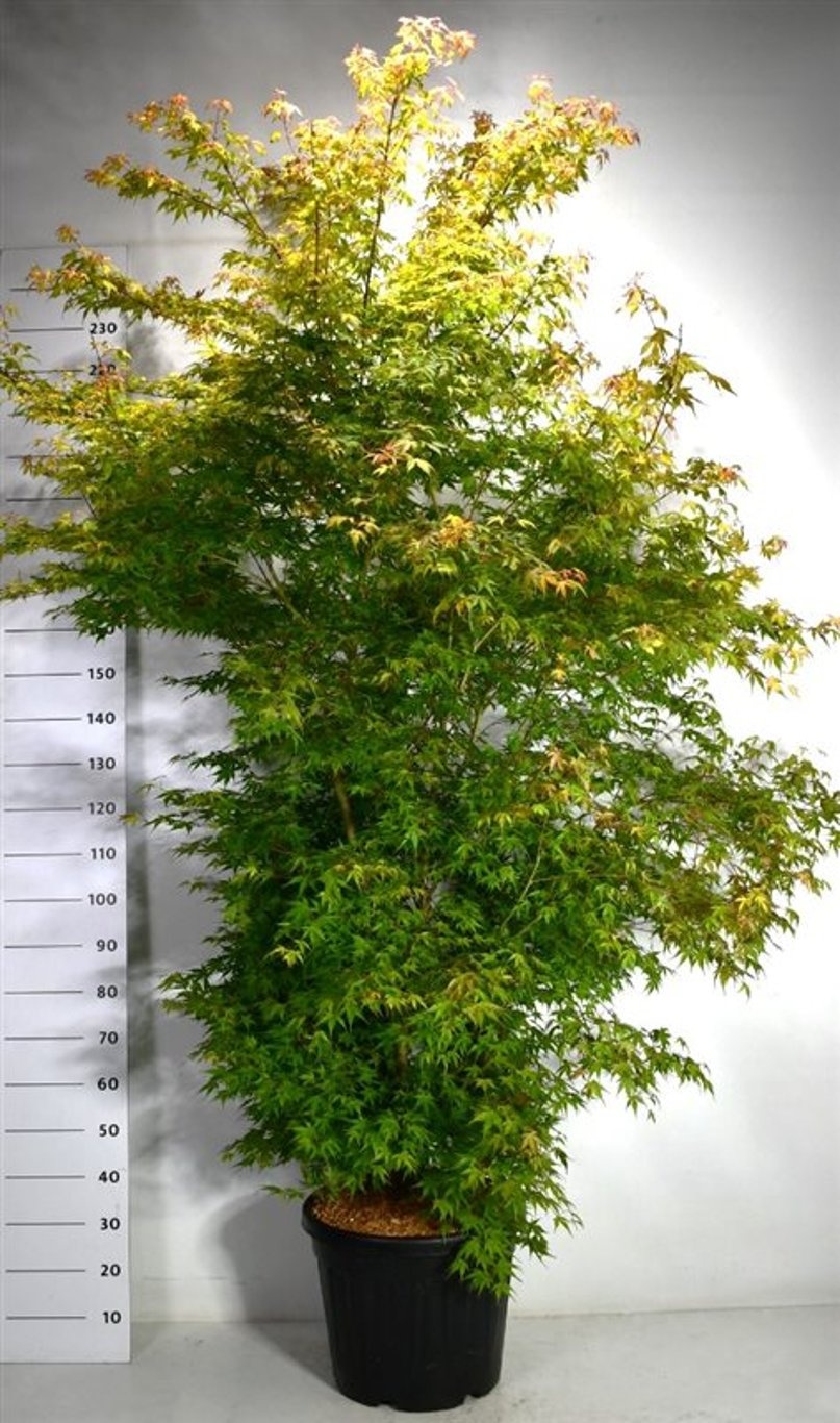 Acer pal. 'Katsura', D 48