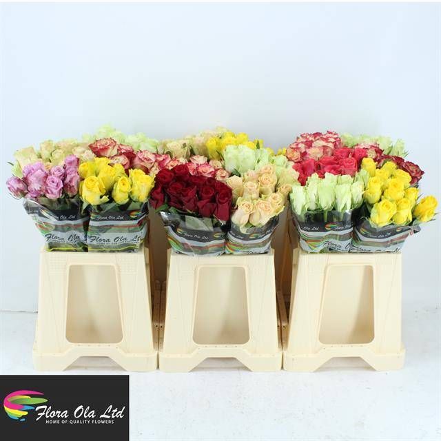 Роза од. Микс в баке 40, шт.