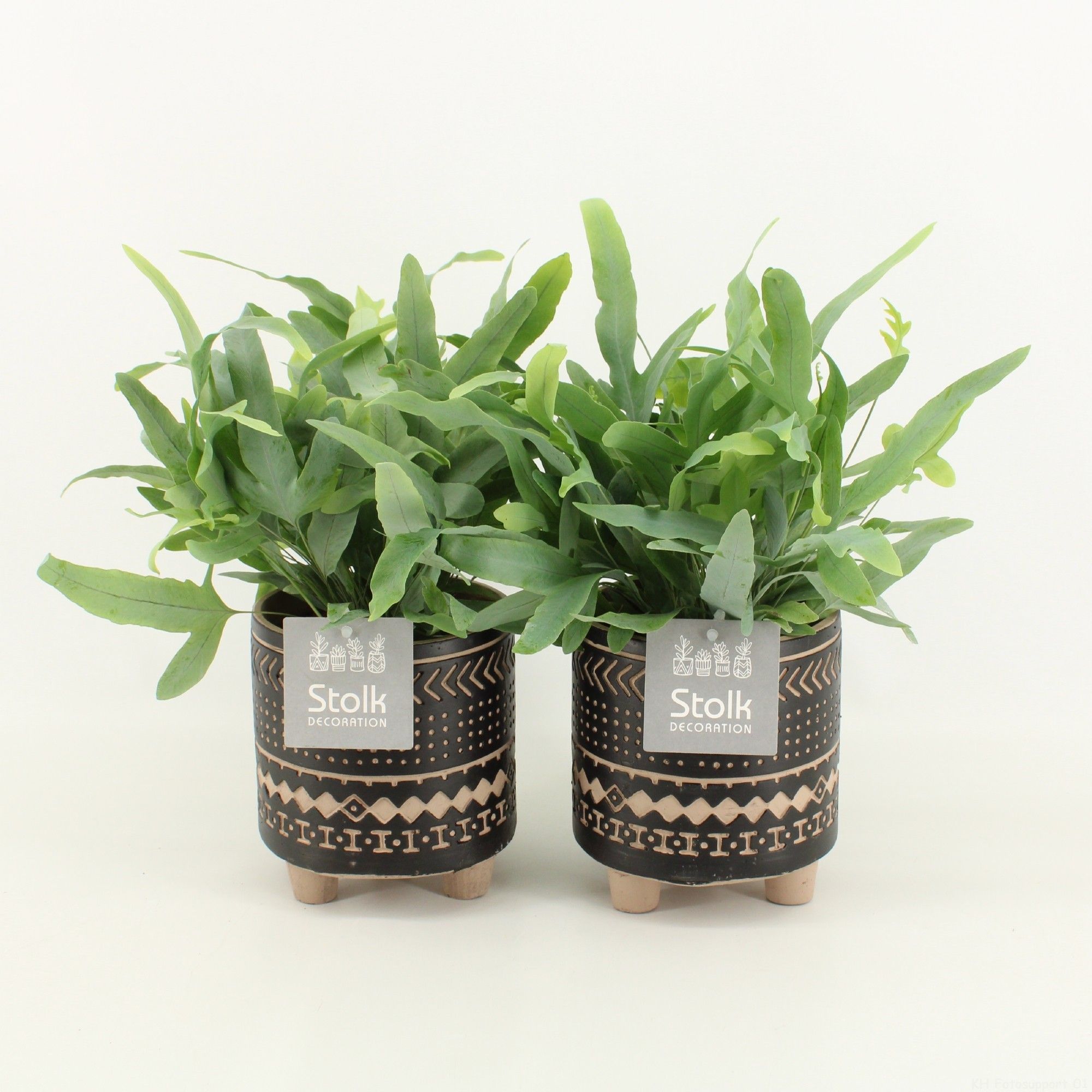 Phlebodium A Blue Star in Maya Keramiek, D 13