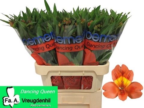 Альстромерия Дэнсинг Квин (оранж.), шт.