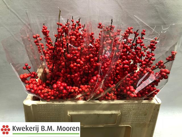 Илекс Красные ягоды 50, шт.