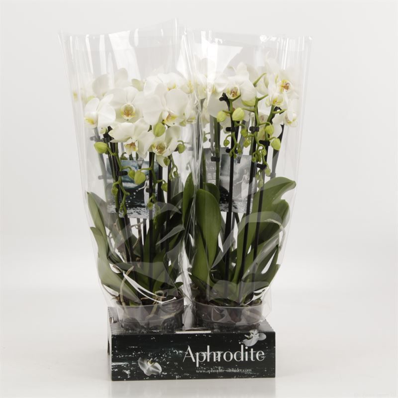 Phalaenopsis Elegant Cascade Triboga Wit Goddess, D 12