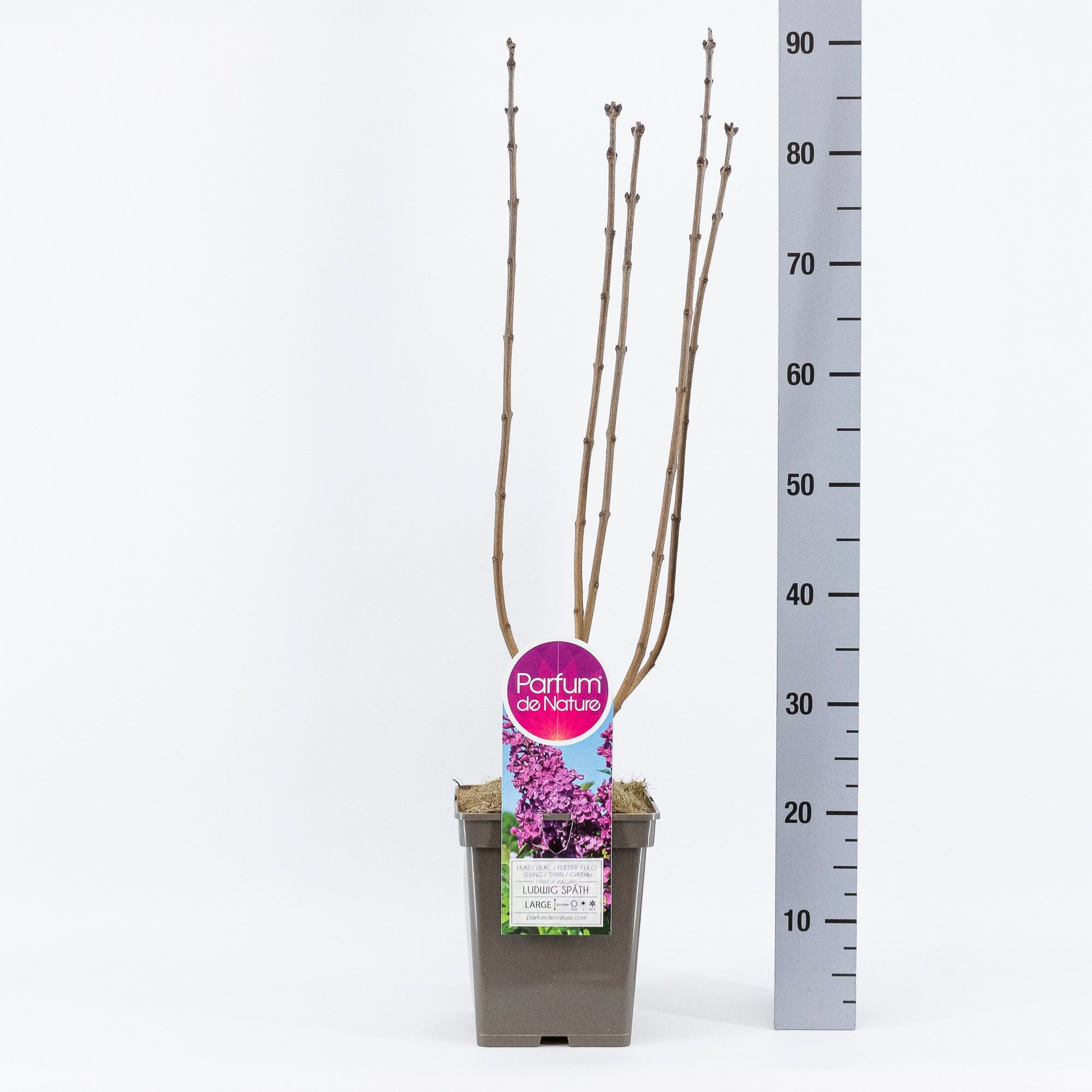 Syringa vul. And.an Ludwig Späth, C5, D 23