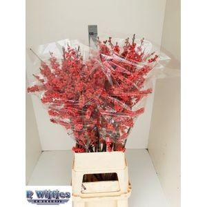 Илекс Красные ягоды 120, шт.