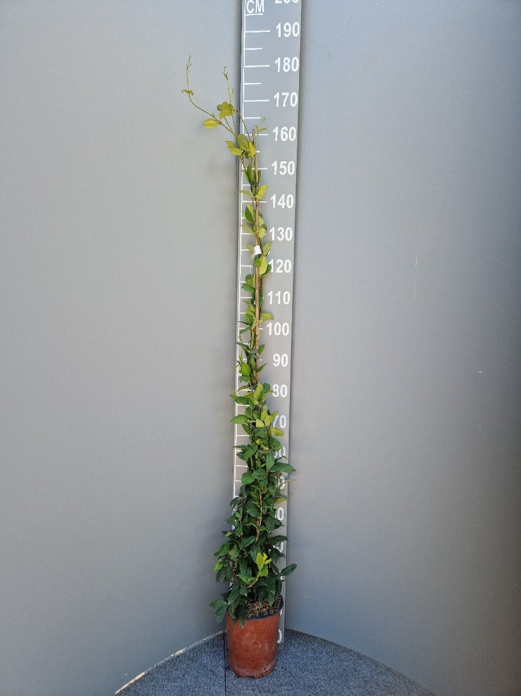 Trachelospermum jasminoides, D 21