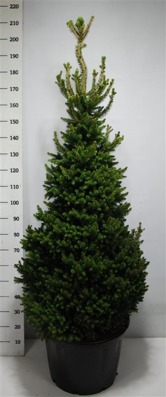 Picea a. 'Will's Zwerg', D 54