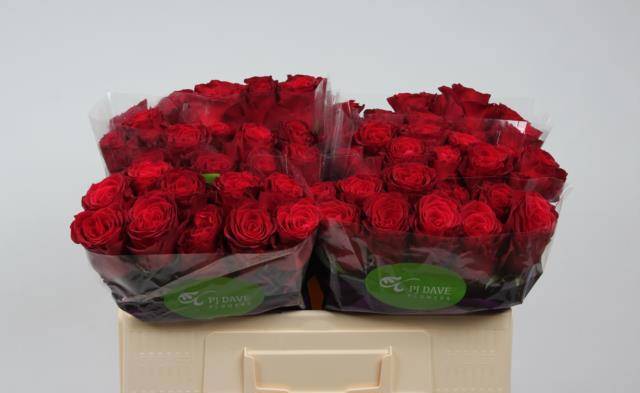 Роза од. Родос 50, шт.