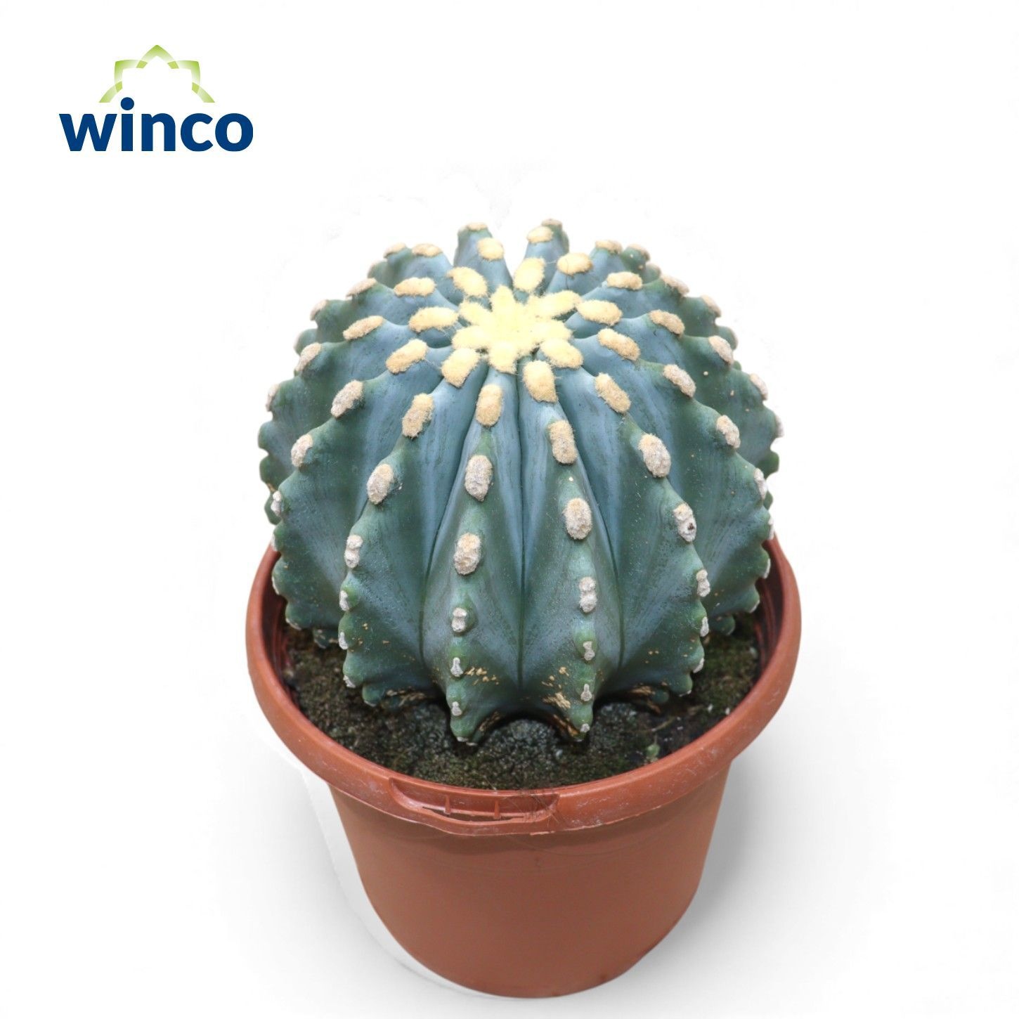 Ferocactus Glaucescends Inermis, D 17