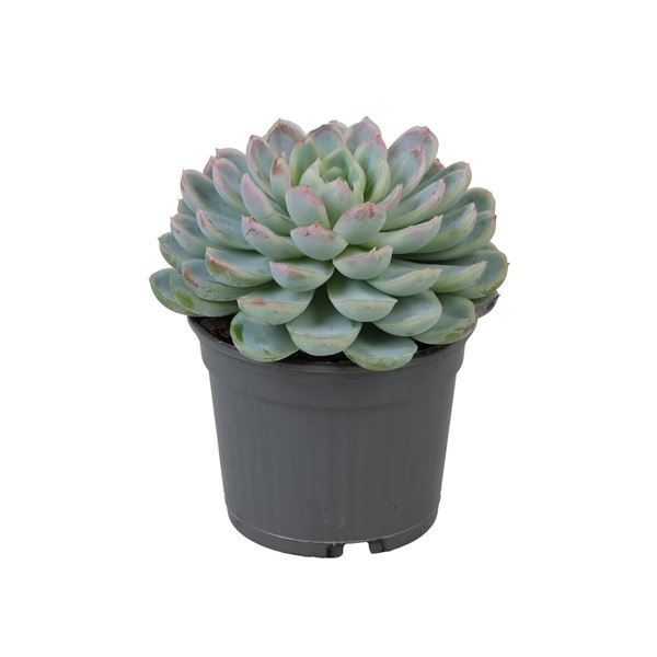 Echeveria Elegans with red edge 9 cm, D 9 cm Echeveria Elegans with red edge 9 cm, D 9 cm