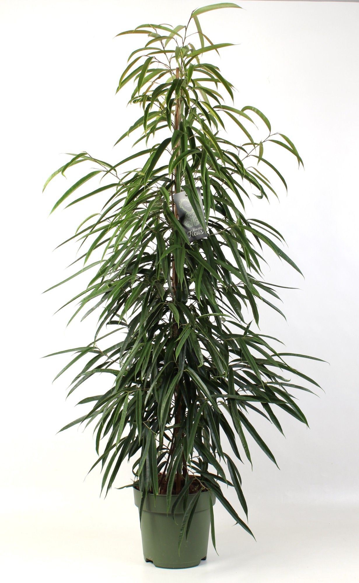 FICUS binnendijkii Alii, D 27