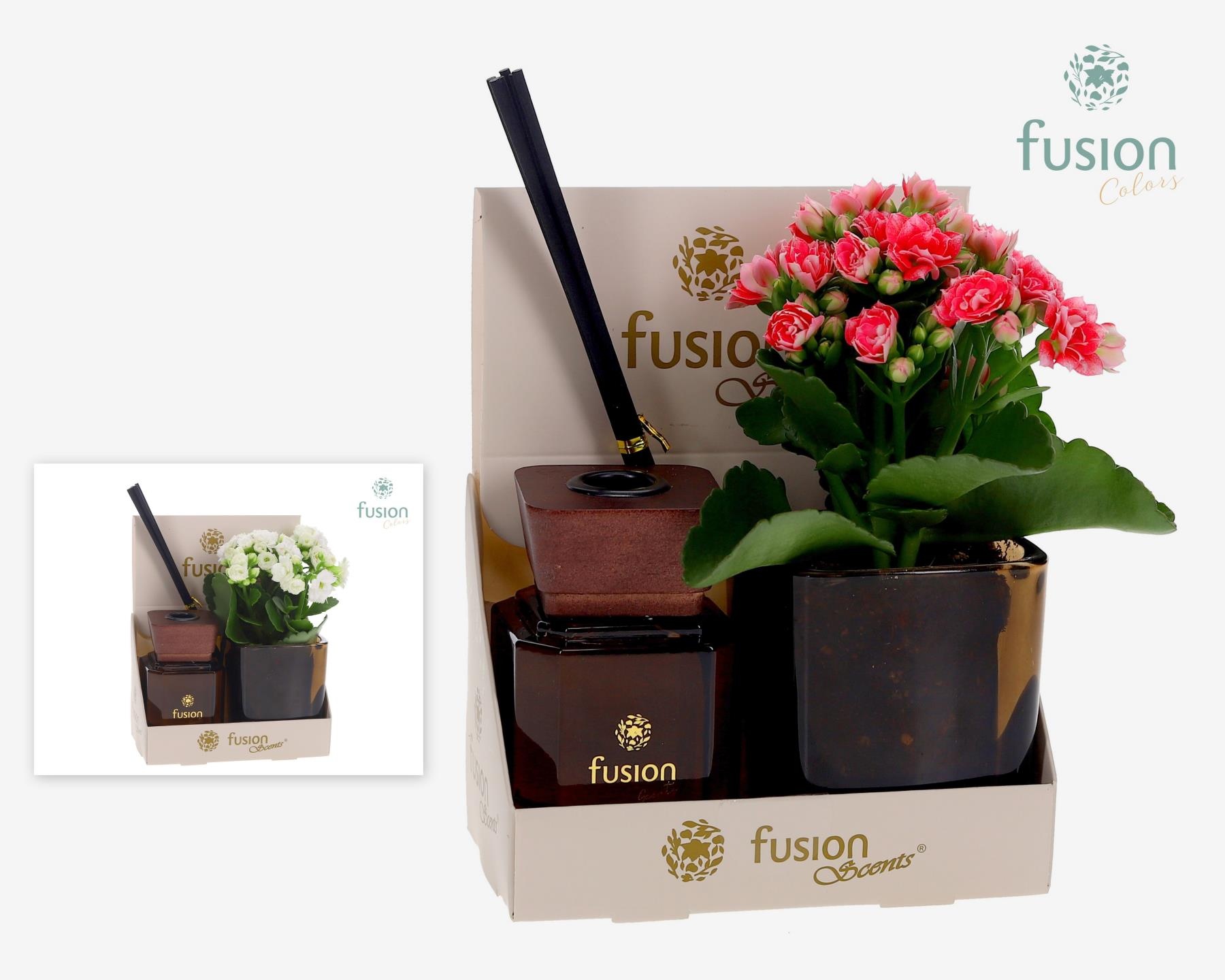 Fusion Scents® glazen gift set met Kalanchoe, D 14 cm
