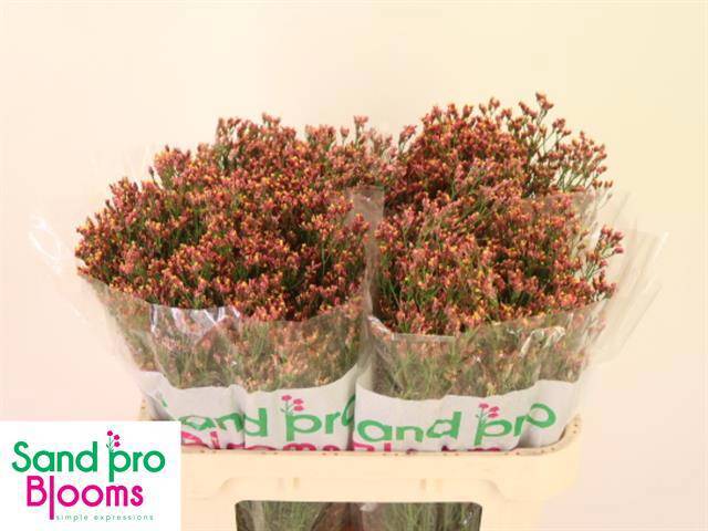 Лимониум Инка Даймонд 70, шт.