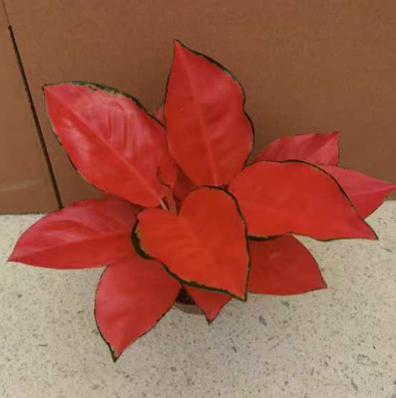 Аглаонема Чина Ред 12 25