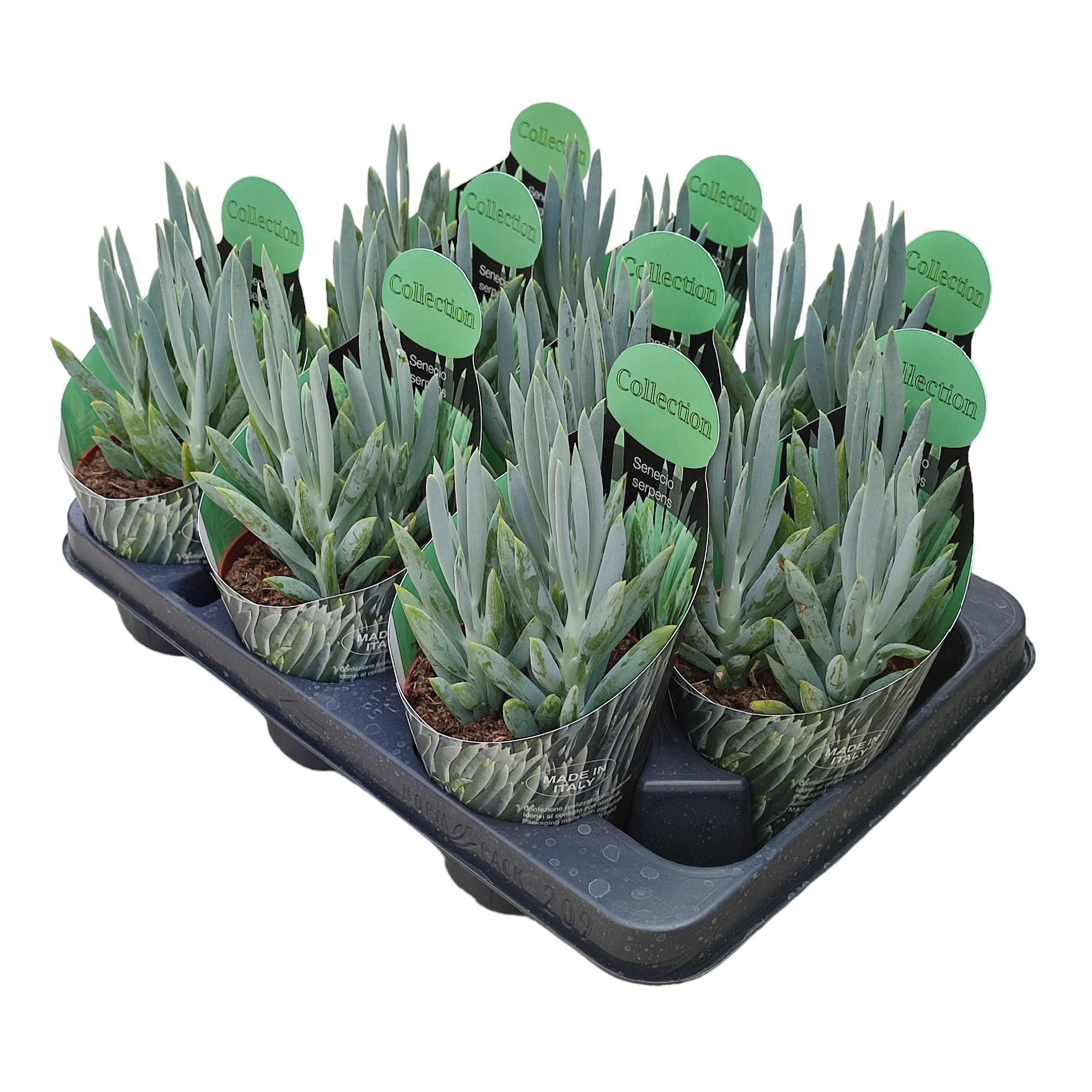 SENECIO SERPENS - POT Ø 10,5 COLLECTION WITH POTCOVER (SUCCULENTEN), D 10,5