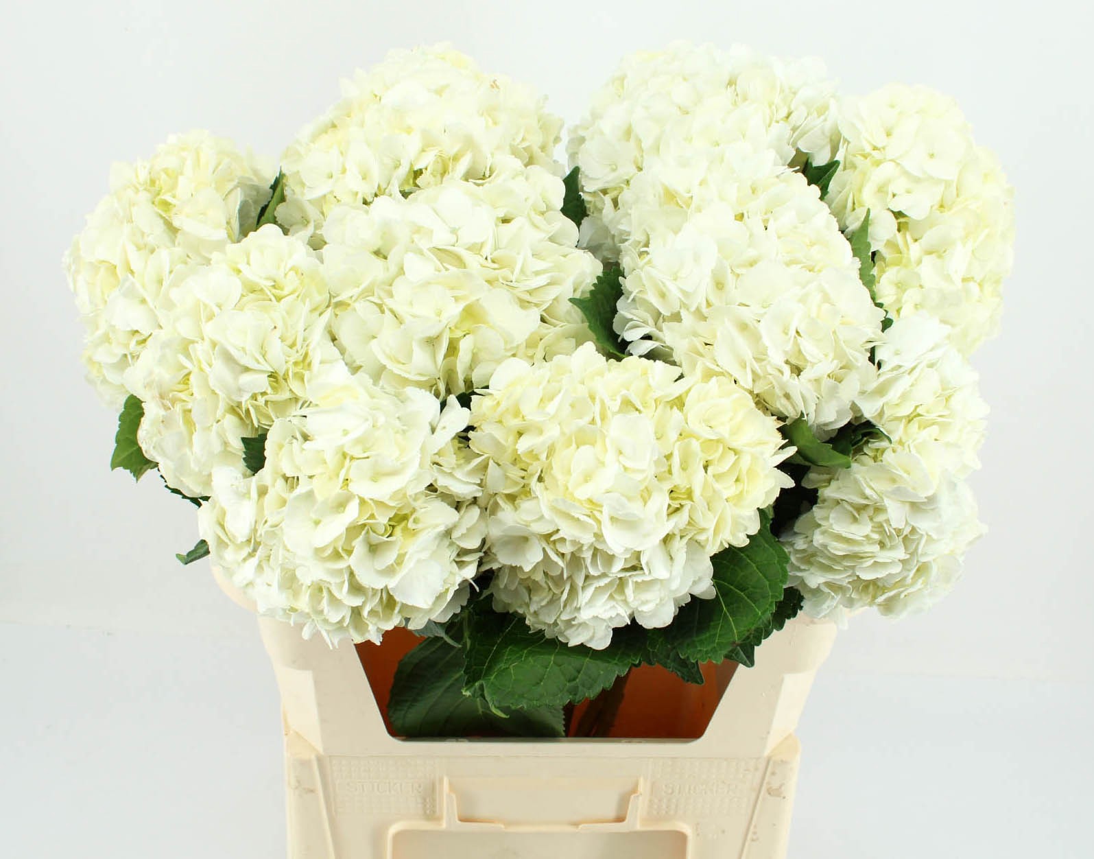 Гортензия Овериг 80, шт.