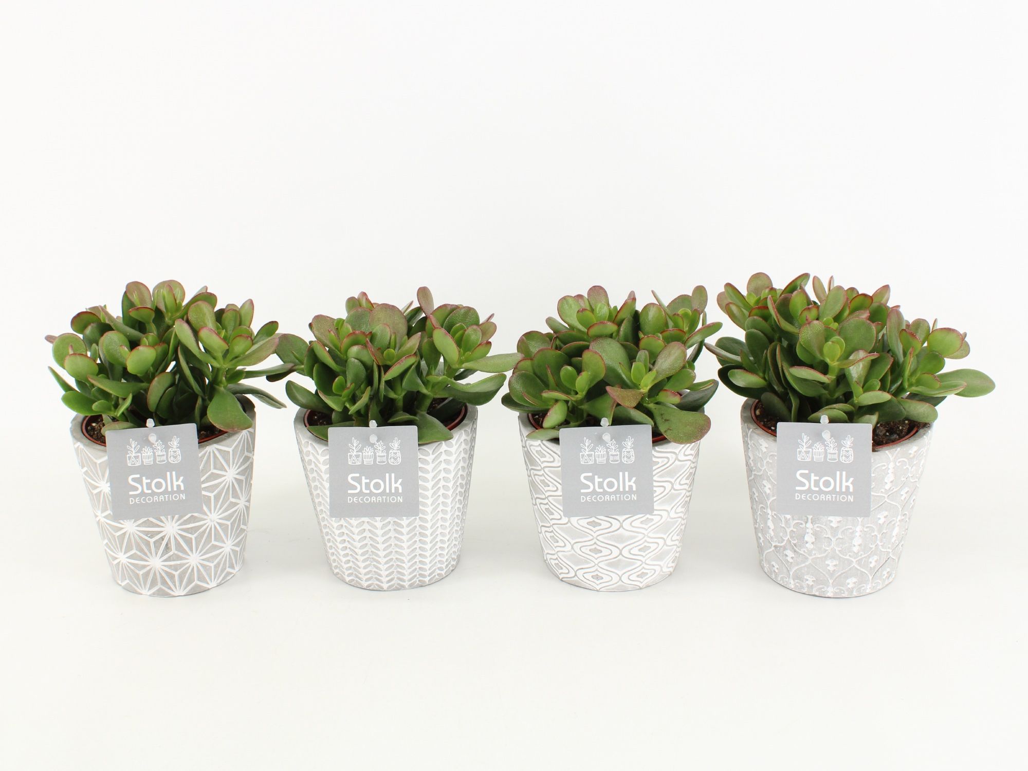 Crassula Ovata in Star pot, D 13