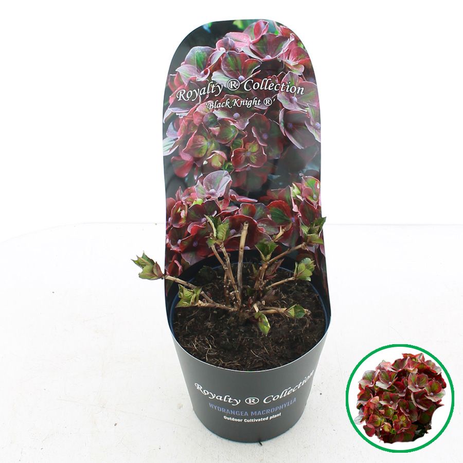 Hydrangea macr. Royalty® 'Black Knight'® C2 (17cm.) Potcover, D 17