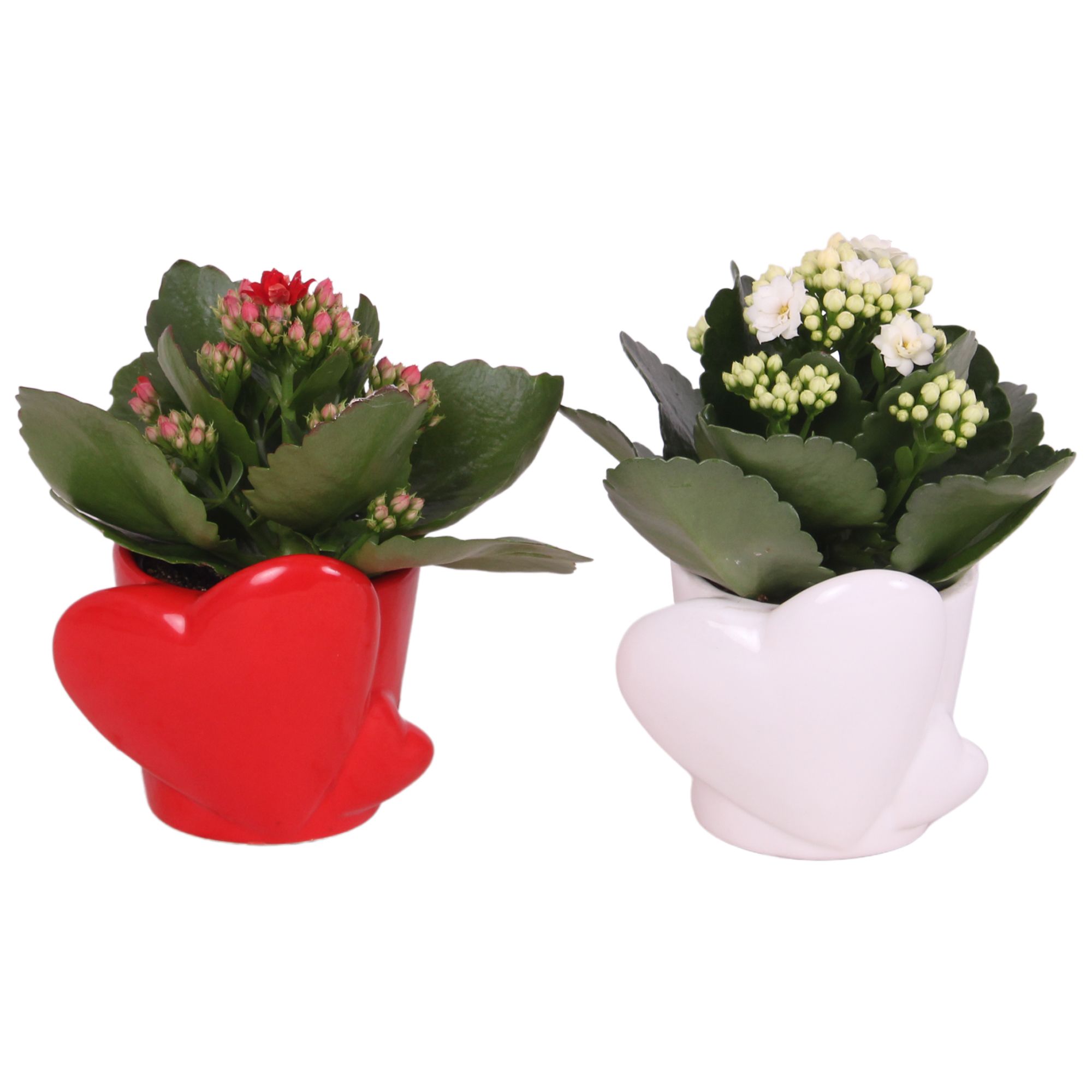 Valentine Arr. Indoor Ceramic Heart Pot Red/White Ø10cm 1PP, D 10