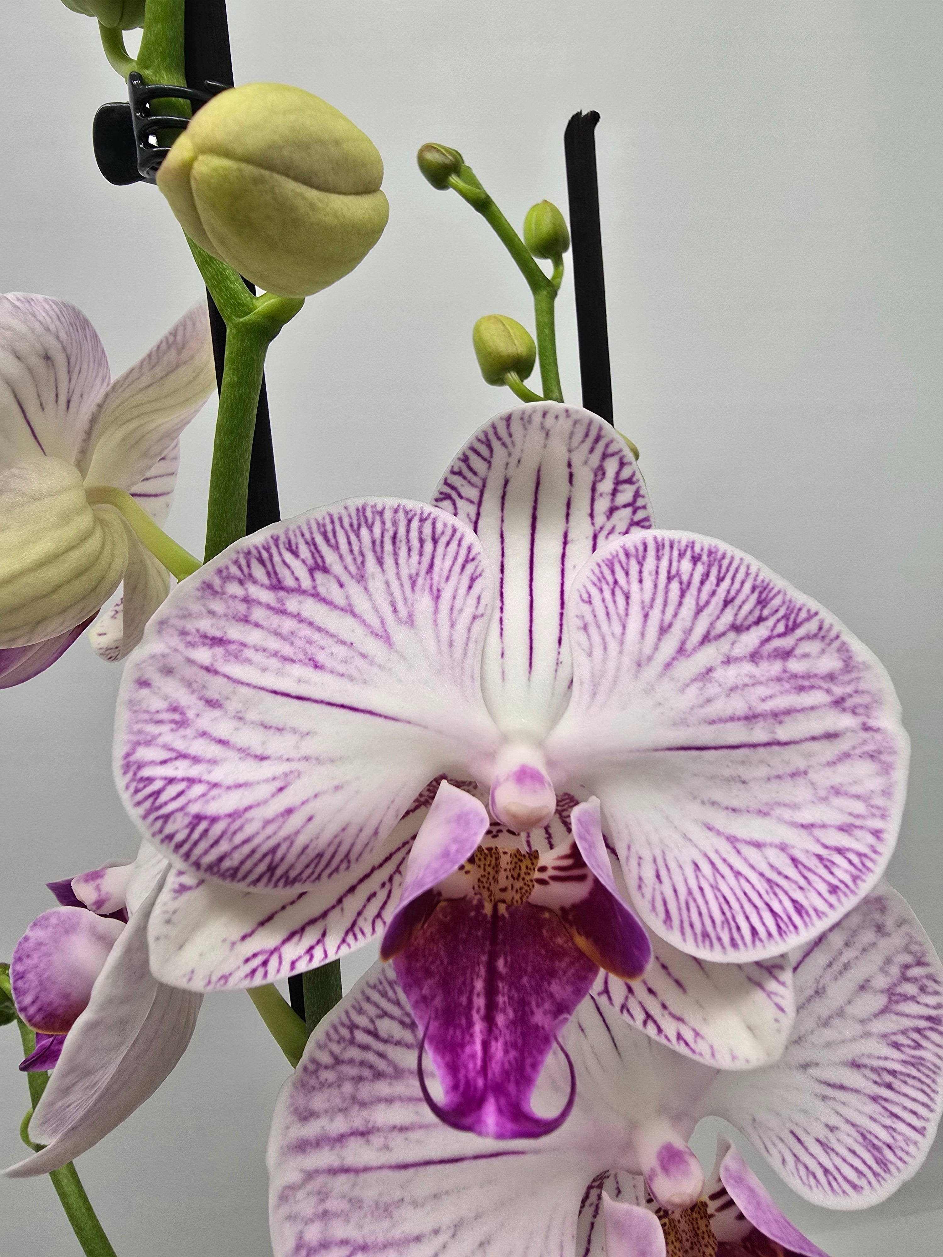 Limited 33 week 5, D 12