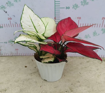 Аглаонема ред & вайт 12 30 (предзаказ)