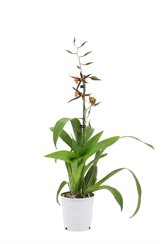 Brassia Orange spider 1T, D 12 cm