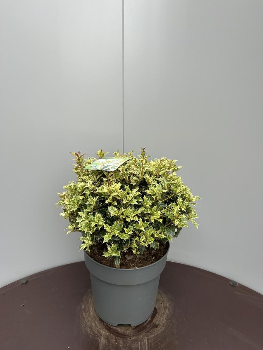 Osmanthus heter. 'Goshiki', bol, D 28 cm