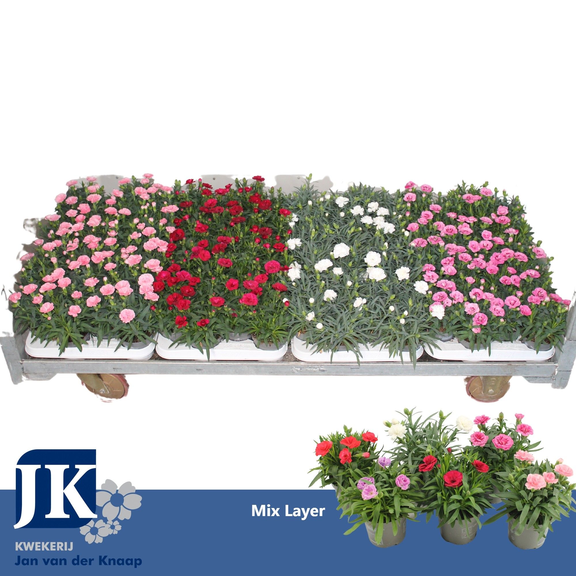 Dianthus Mix per laag P 9, D 9