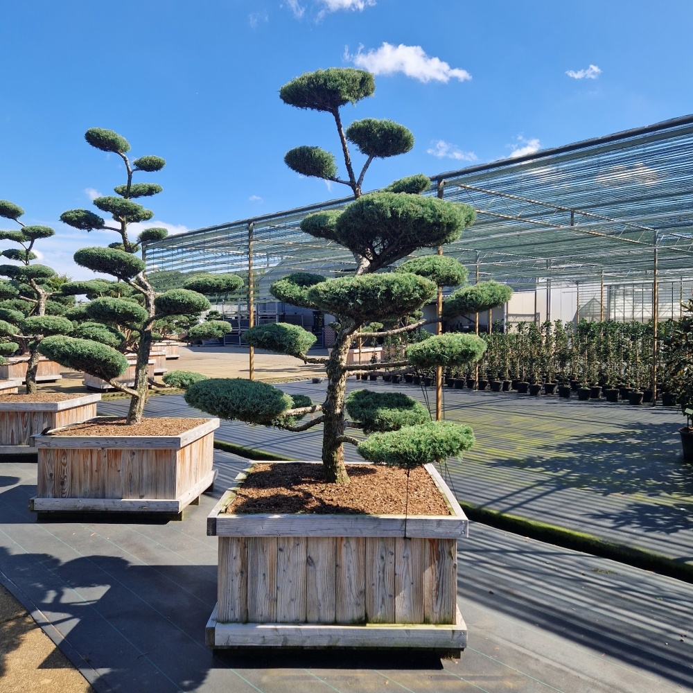 Juniperus media 'Hetzii', D 110 cm