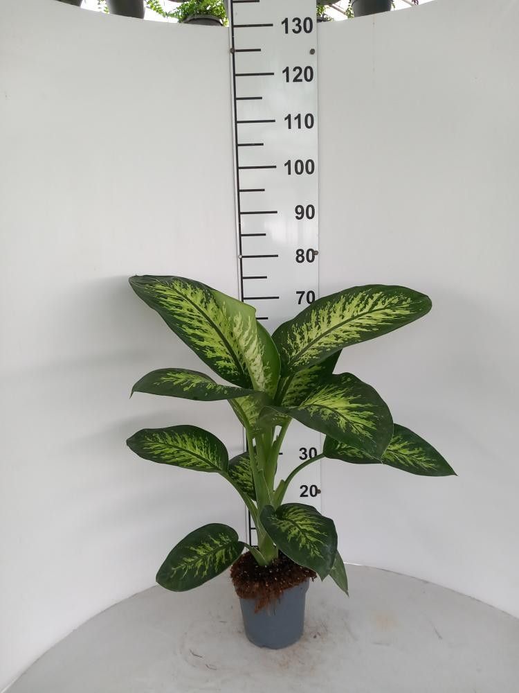Dieffenbachia Tropic Snow P17, D 17