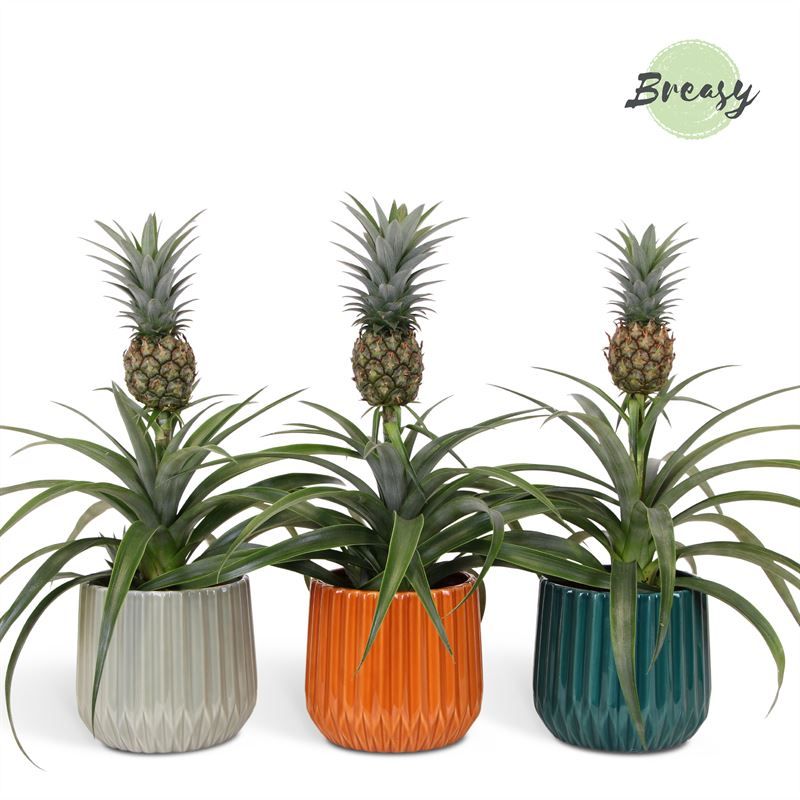 Ananas Mi Amigo - 12cm in Milaan | Mimesis, D 12