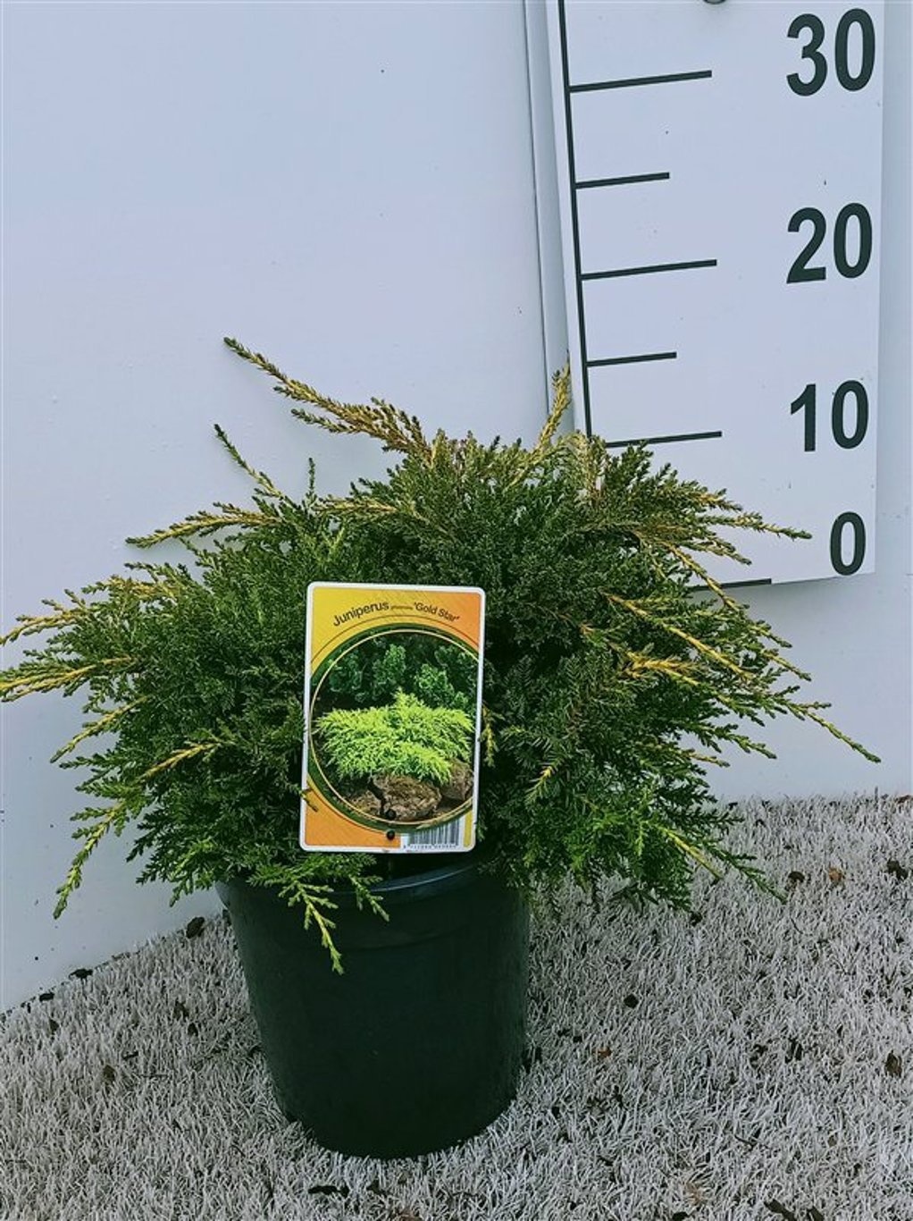 Juniperus pfitzeriana 'Gold Star', D 19