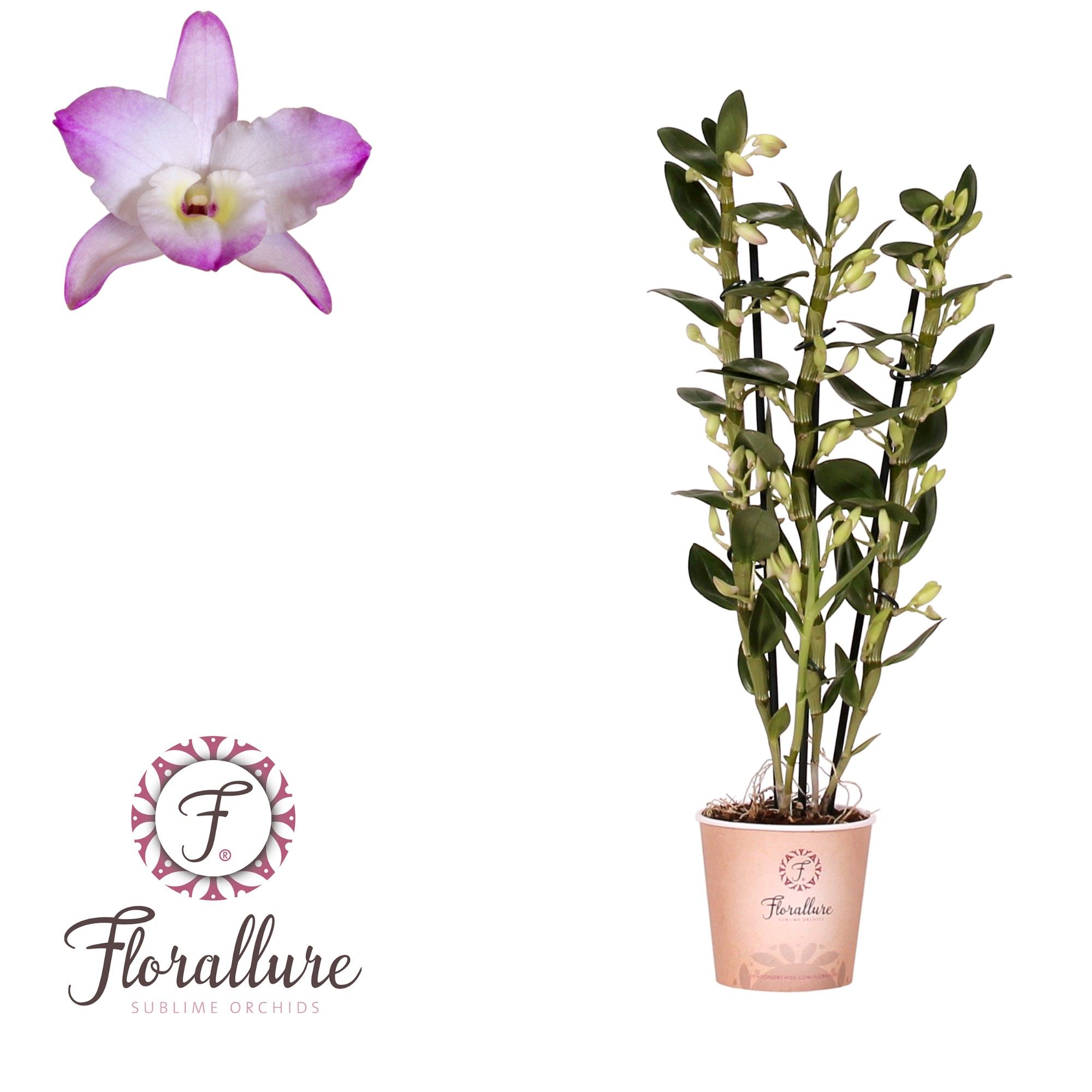 Dendrobium Nobile Kumiko 3 stam 20+ tros Florallure, D 12