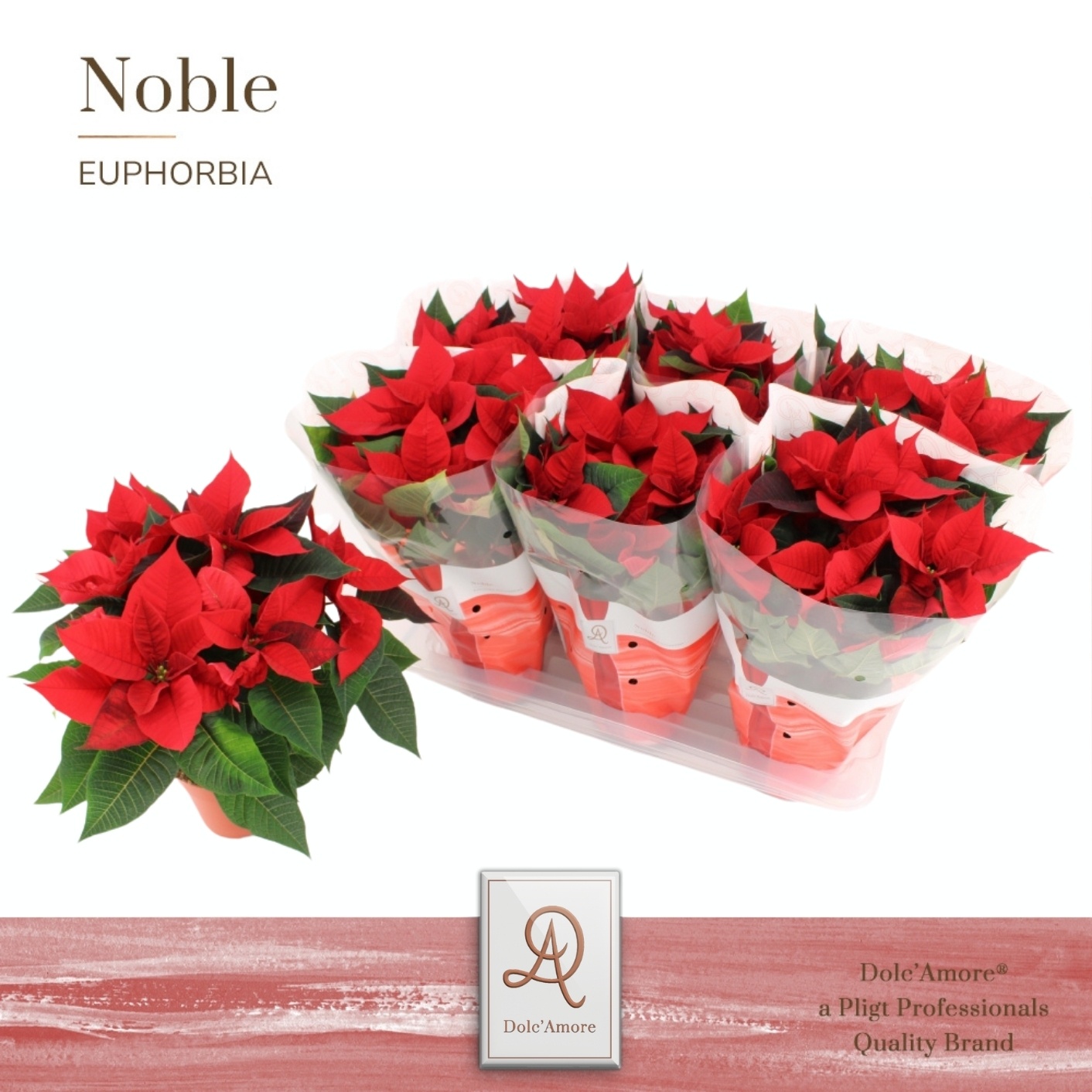 Poinsettia Rood P14 Dolc'Amore®, D 14 cm