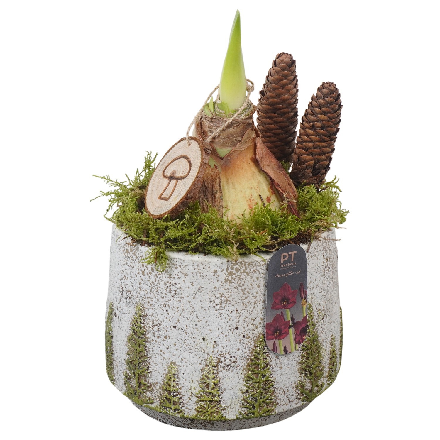 PTAA8838 Arrangement Amaryllis in beton pot, D 15