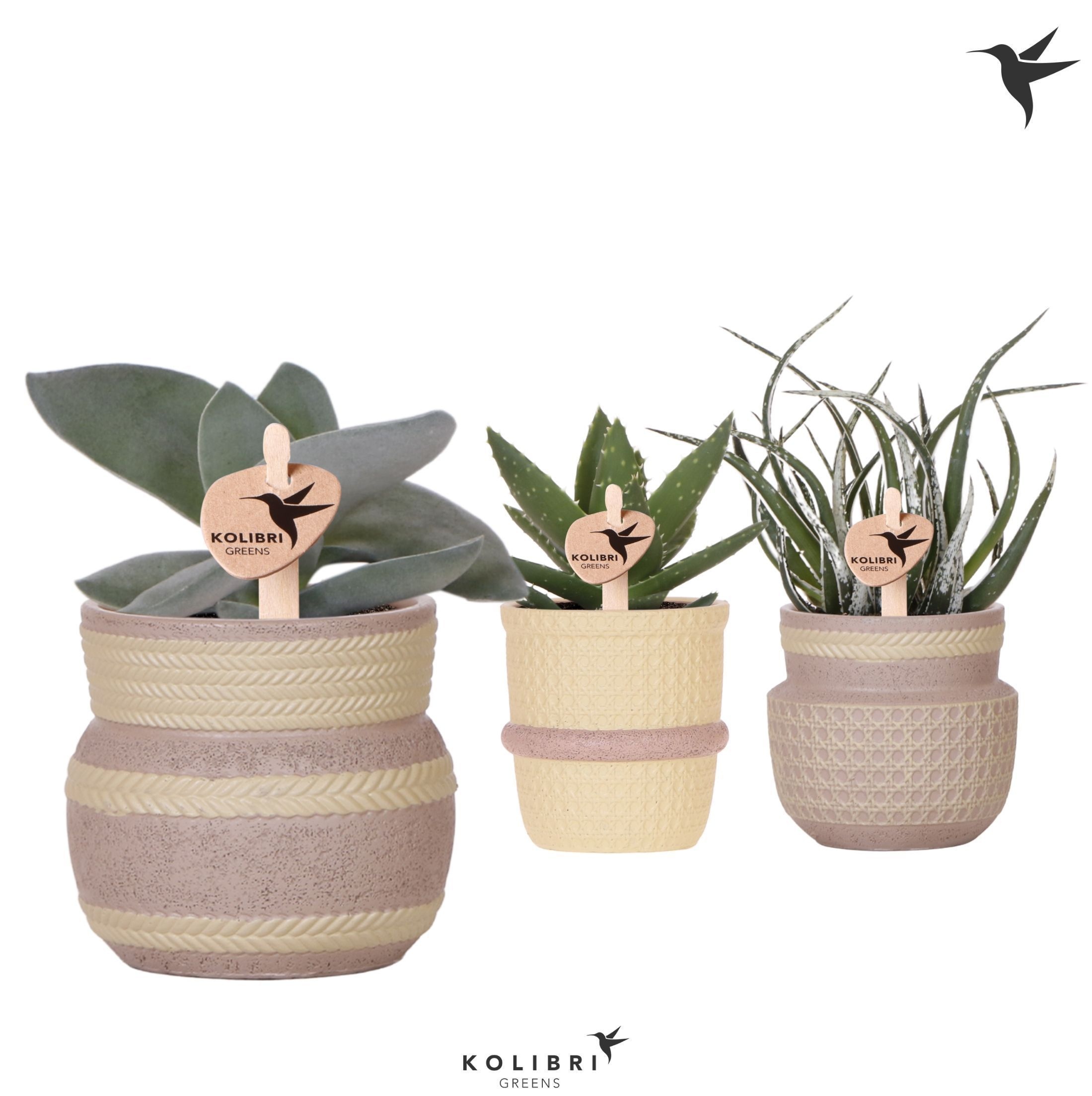 Kolibri Greens Succulenten mix in Ethnic pot khaki mix, D 9