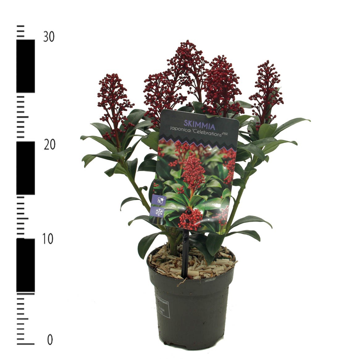 Skimmia japonica 'Celebrations', D 9,5