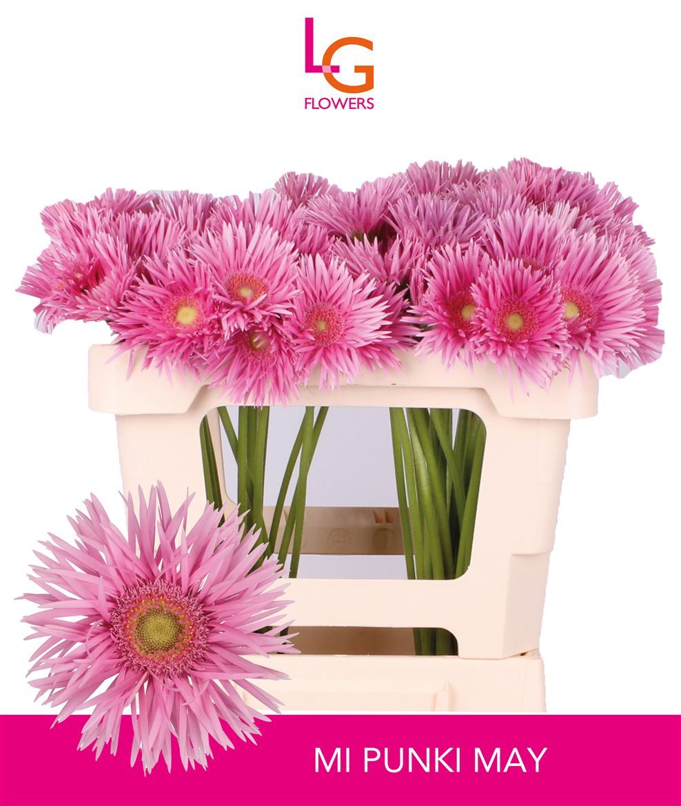 Гермини Спайдер Панки Мэй, шт.