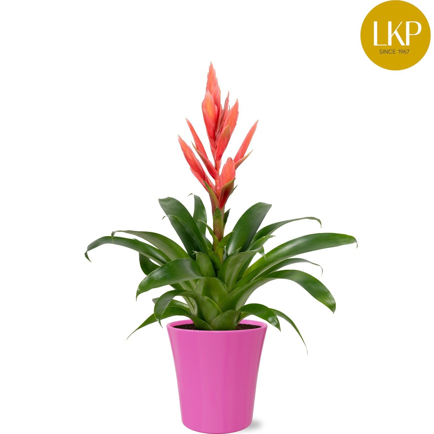 Tillandsia Ziva Roze Coco, D 13