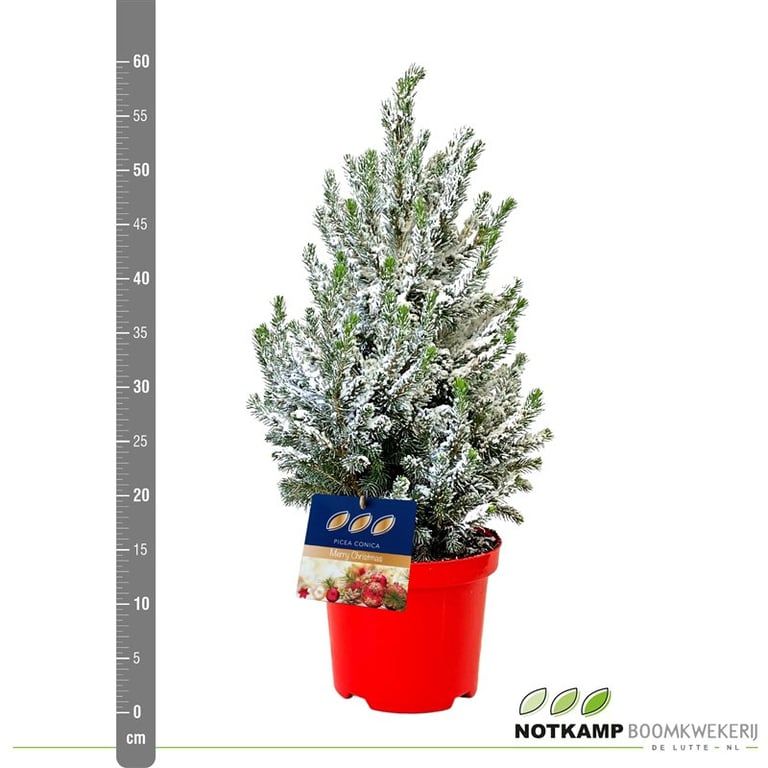 Picea gl. 'Conica' 40-50 cm Rood ( 50-60 cm ) Besneeuwd, D 19 cm