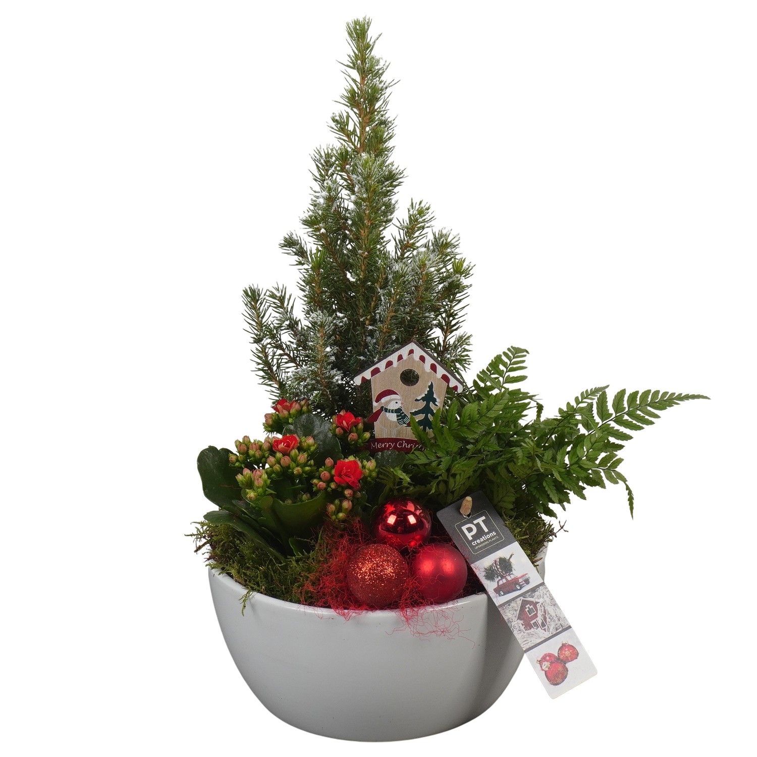 PTCHR7248 Arrangement Christmas Red in keramiek schaal, D 18 cm