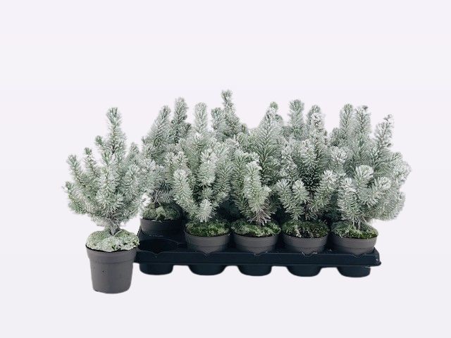 Pinus Pinea P10,5 snow, D 10,5 cm
