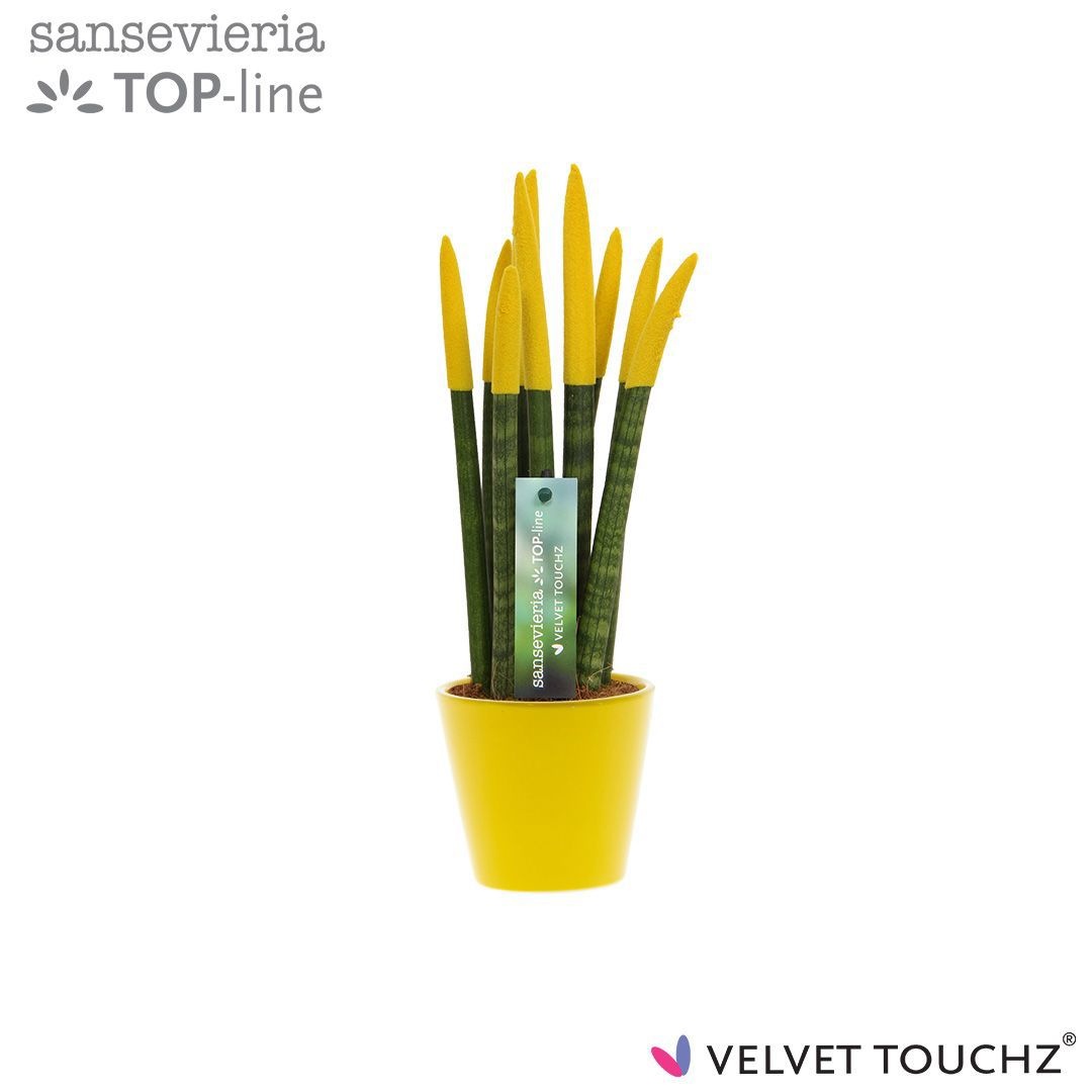 Sansevieria VELVET TOUCHZ® Geel In keramiek R'dam, D 8,5