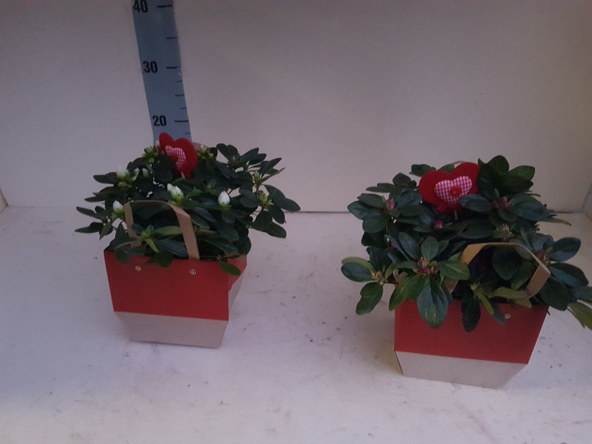 AZALEA VALENTIJN TAILORBAG 25 CM, D 12