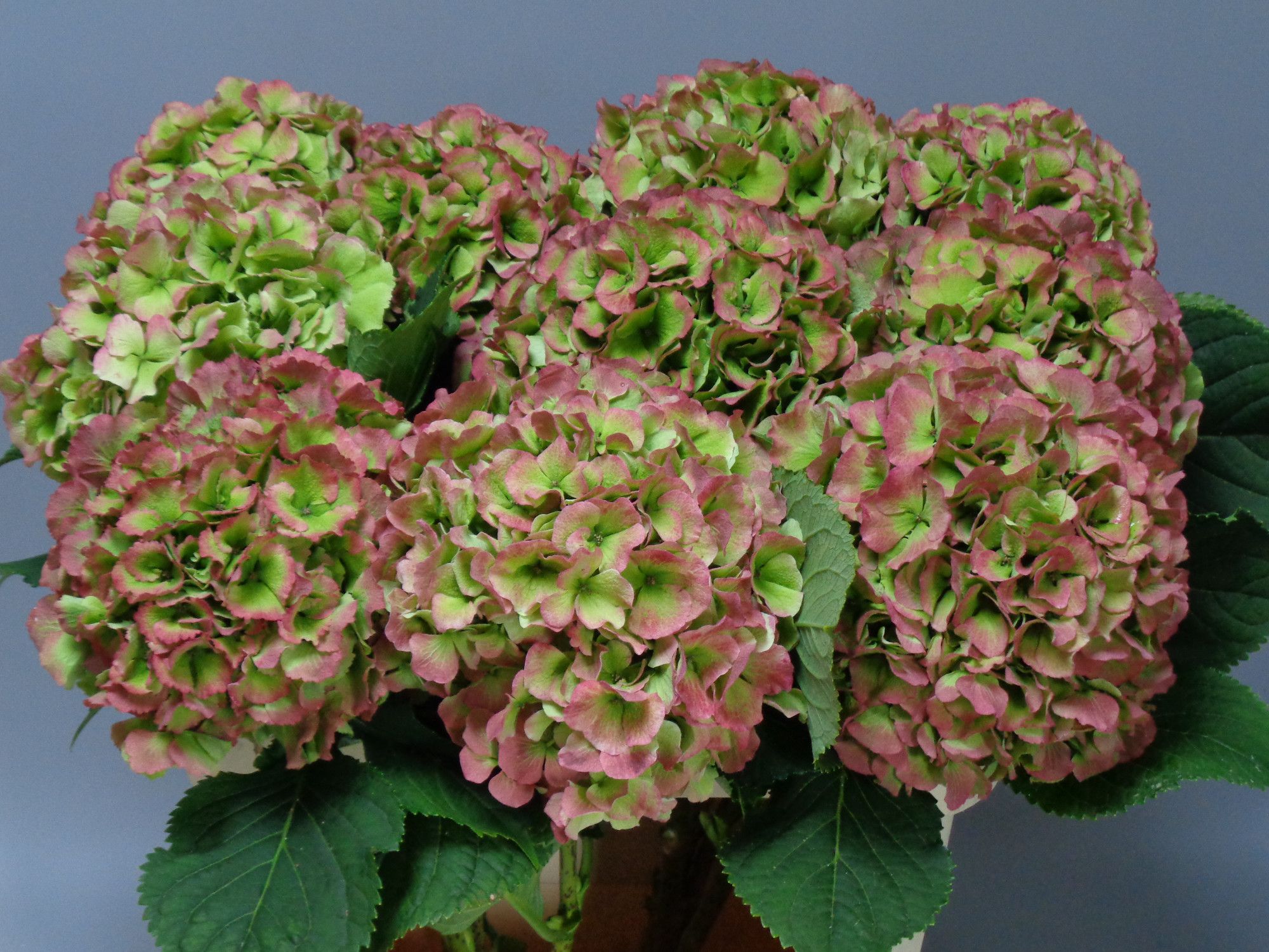 Гортензия Верена Классик 60, шт.