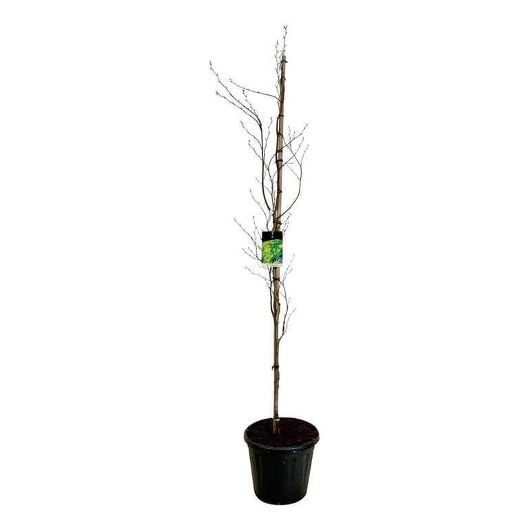 Fagus syl. 'Dawyck Gold', D 40 cm