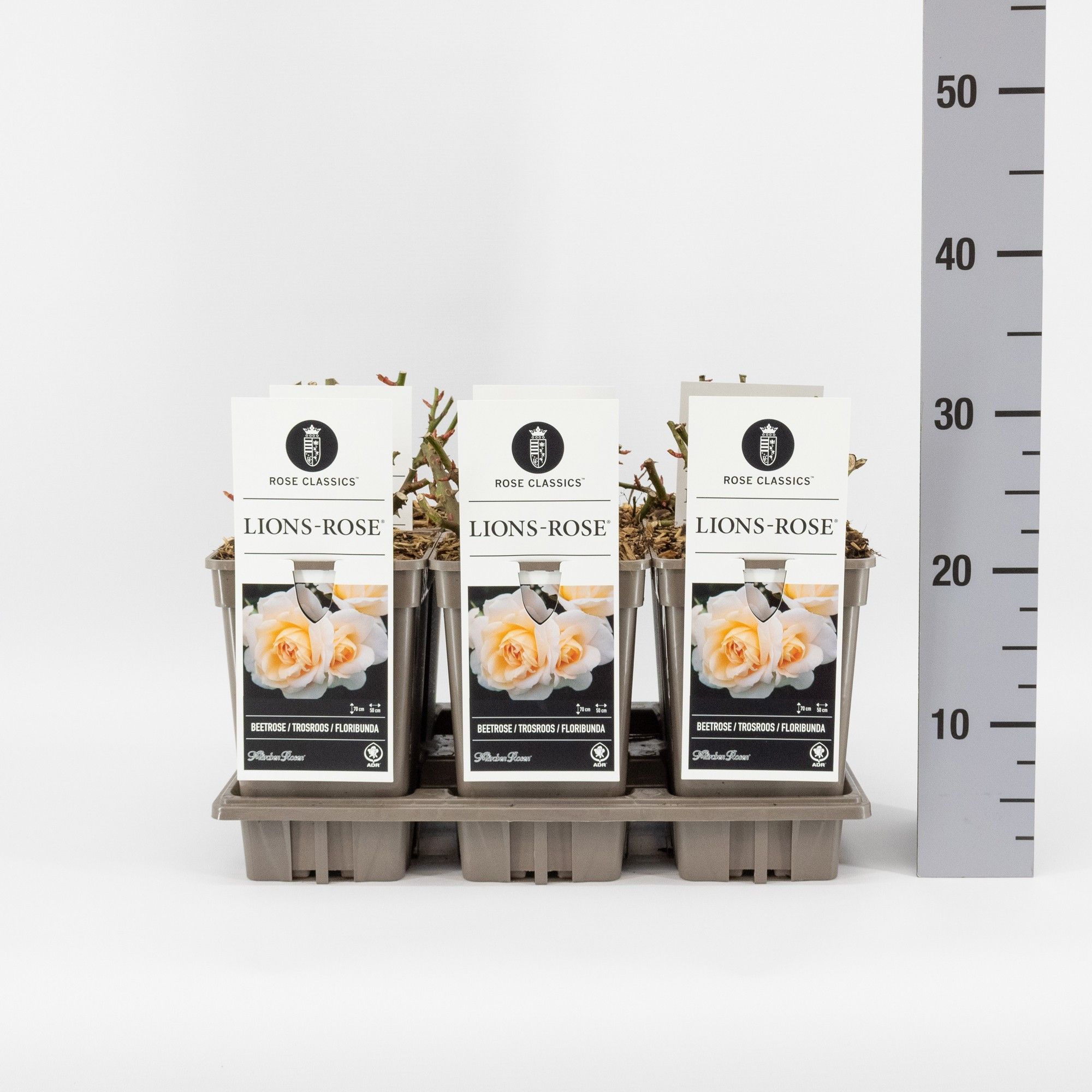 Rosa (F) Lion's Rose ®, C3, D 17